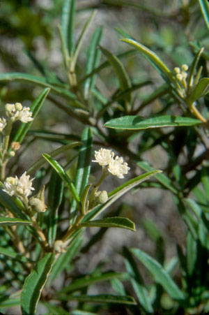 Pineland Croton (Croton linearis)