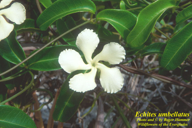Devil's Potato (Echites umbellatus)