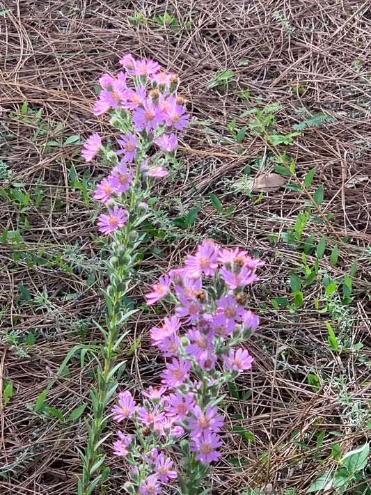 Eastern Silver Aster (Symphyotrichum concolor)