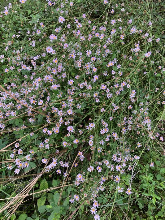 Scaleleaf or Clasping Aster (Symphyotrichum adnatum)