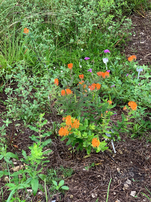 Butterflyweed (Asclepias tuberosa ssp wolfsii)