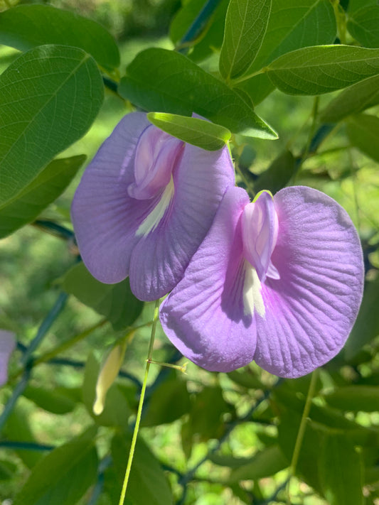 Spurred Butterfly Pea (Centrosema virginianum)