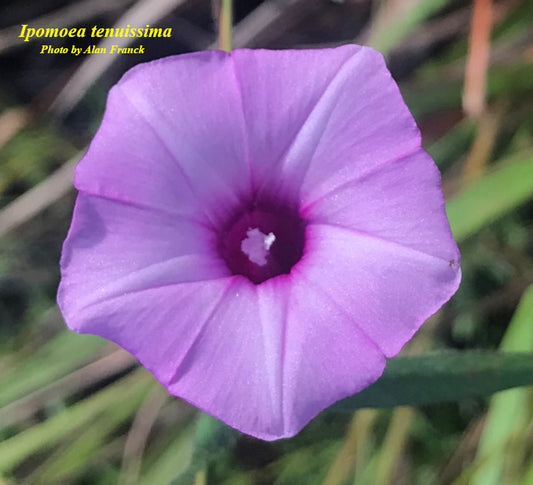 Rockland morning-glory (Ipomoea tenuissima)