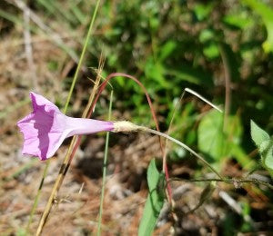 Rockland morning-glory (Ipomoea tenuissima)