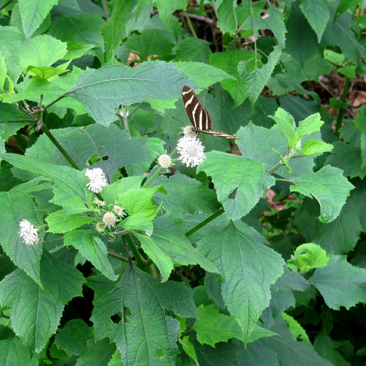 Snow squarestem (Melanthera nivea)