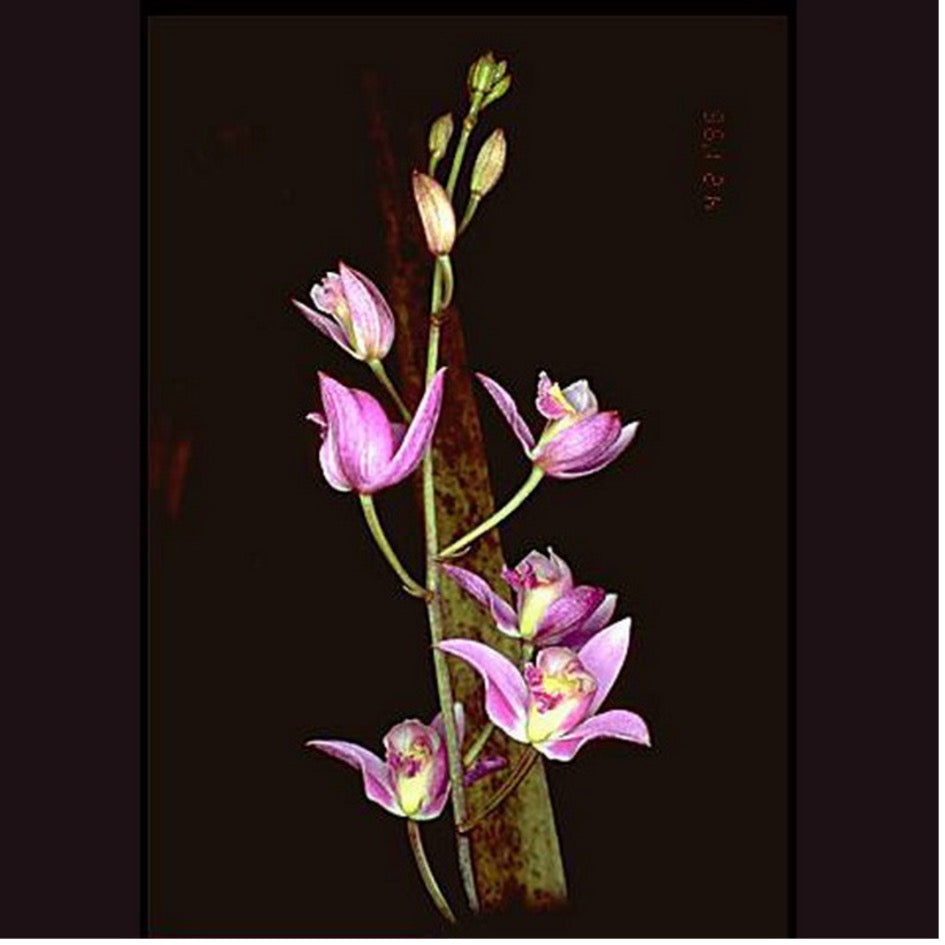 Pine Pink Orchid (Bletia purpurea)