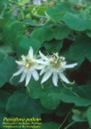 Pale Passionflower (Passiflora pallens)