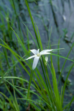 Starrush Whitetop  (Rhynchospora colorata)