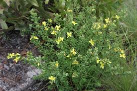 St Andrew's Cross. (Hypericum hypericoides)