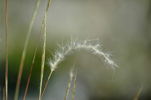 Wire Bluestem (Schizachyrium gracile)