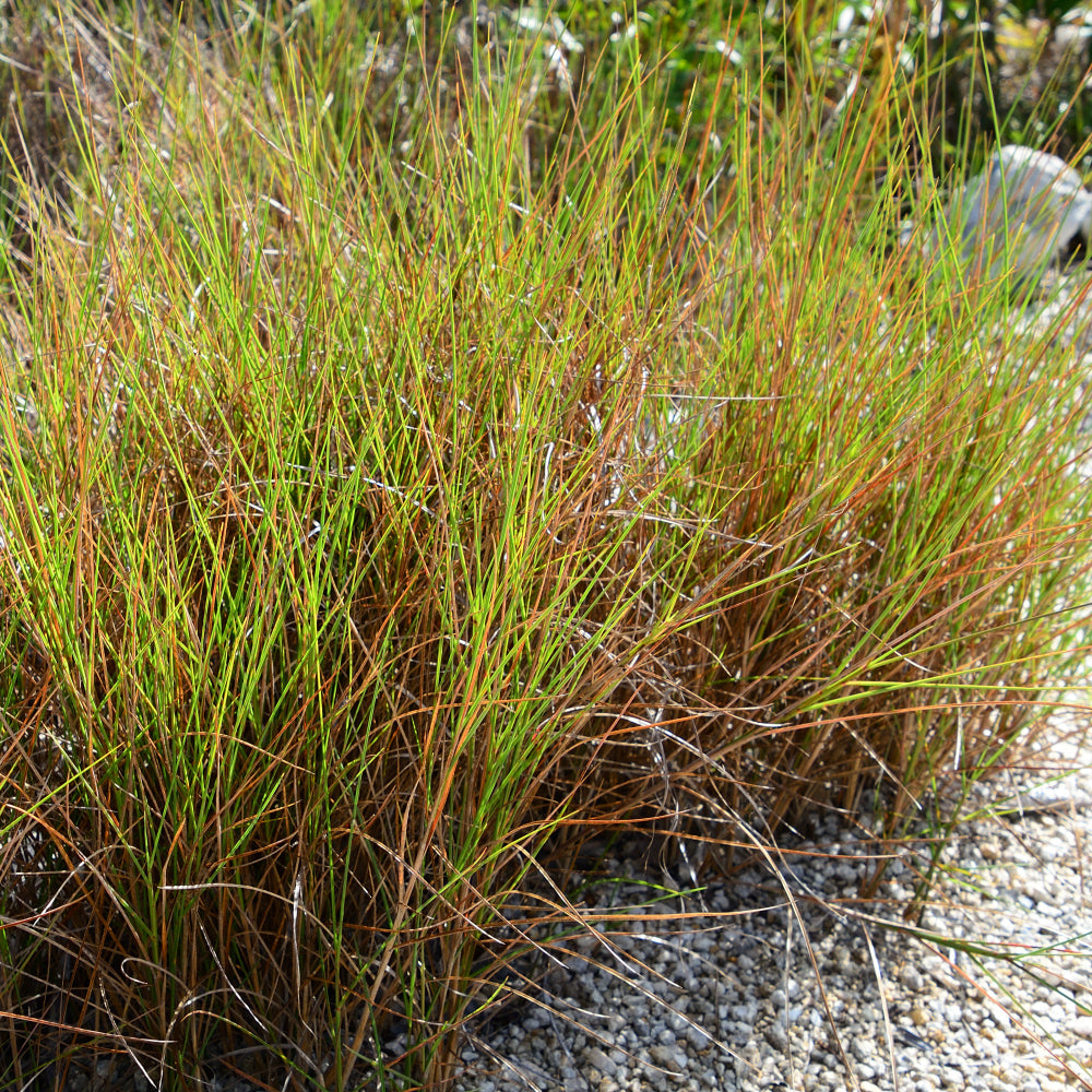 Rhizomatous Bluestem (Schizachyrium rhizomatum)