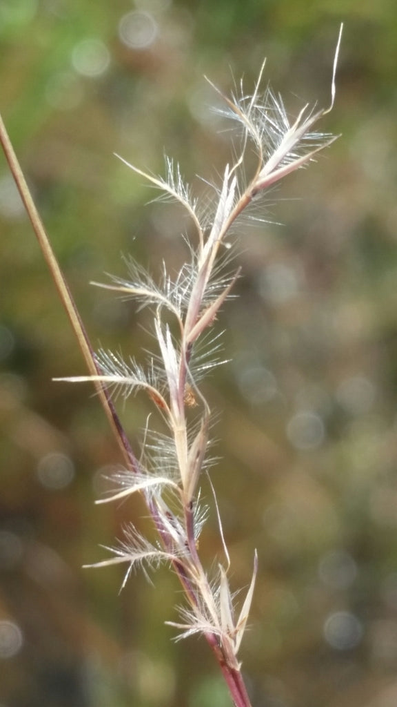 Rhizomatous Bluestem (Schizachyrium rhizomatum)