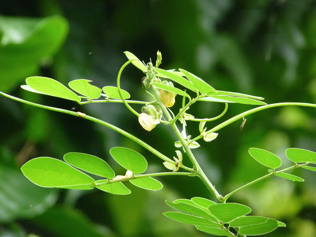 Sicklepod Senna (Senna obtusifolia)