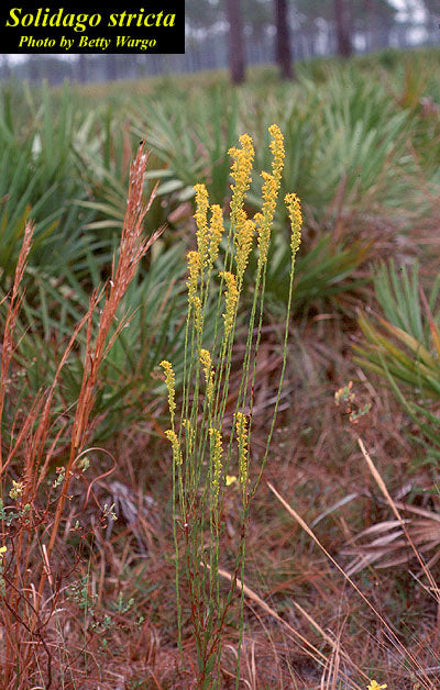 Wand Goldenrod (Solidago stricta)