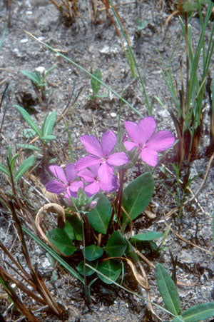 Pinklet (Stenandrium dulce)