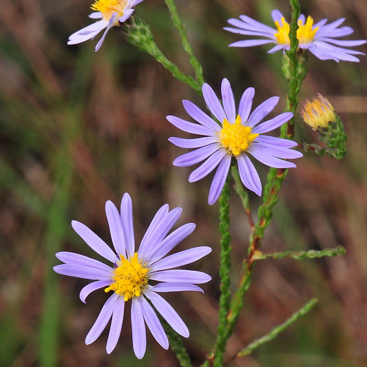 Scaleleaf or Clasping Aster (Symphyotrichum adnatum)