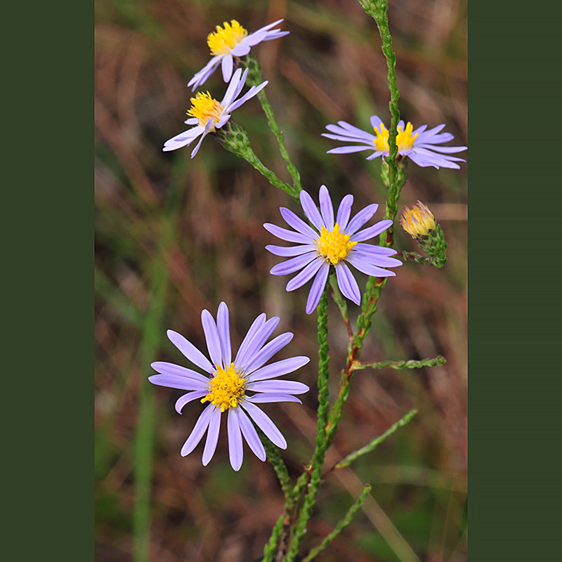 Scaleleaf or Clasping Aster (Symphyotrichum adnatum)