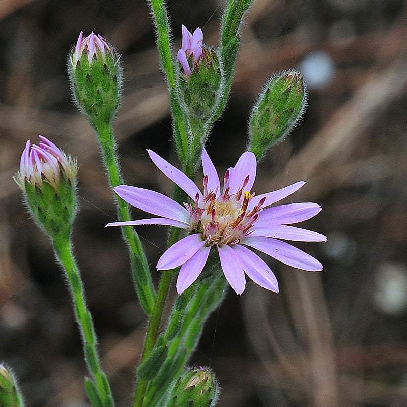 Eastern Silver Aster (Symphyotrichum concolor)