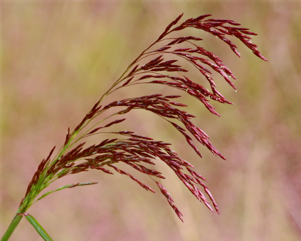 Purpletop Tridens (Tridens flavus)