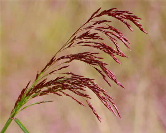 Purpletop Tridens (Tridens flavus)