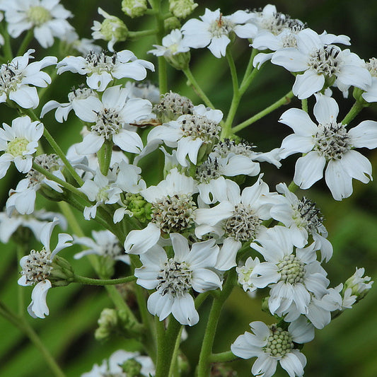 Frostweed / White Crownbeard (Verbesina virginica)