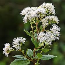 Florida Shrub Thoroughwort; "Abre Camino"  (Koanophyllon villosum)