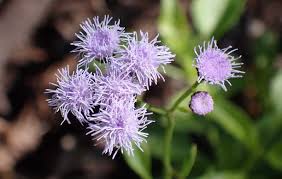 Keys Ageratum (Ageratum maritimum)