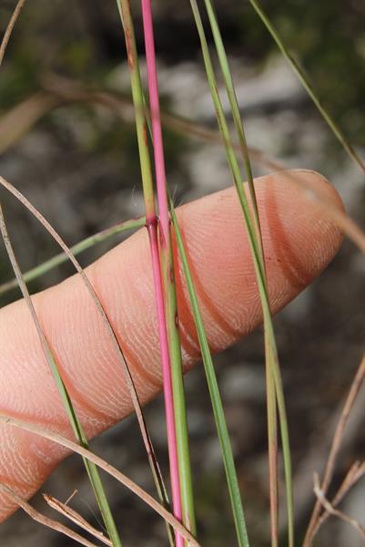 Miami Bluestem  (Anatherum  miamense, formerly a ssp of Andropogon ternarius)