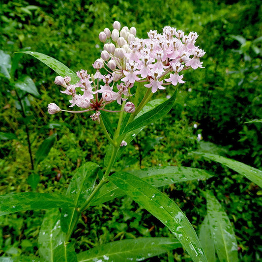 Swamp Milkweed (Asclepias incarnata)