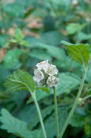 Bloodberry. (Varronia bullata subsp. humilis)