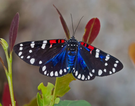 Devil's Potato (Echites umbellatus)