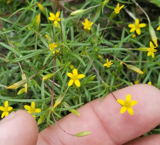 Tea-Blinkum aka Cinchweed  (Pectis glaucescens)