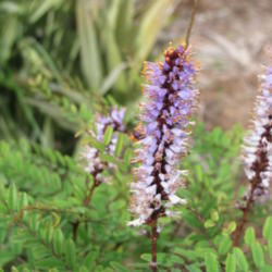 Crenulate Leadplant (Amorpha herbacea var. crenulata)