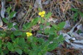 Rabbit Bells (Crotalaria rotundifolia)