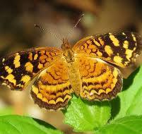 False Mint aka Sixangle Foldwing  (Dicliptera sexangularis)
