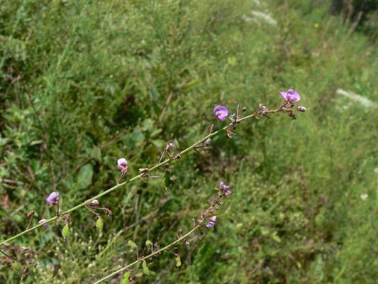 Smooth small-leaved ticktrefoil. (Desmodium marilandicum)