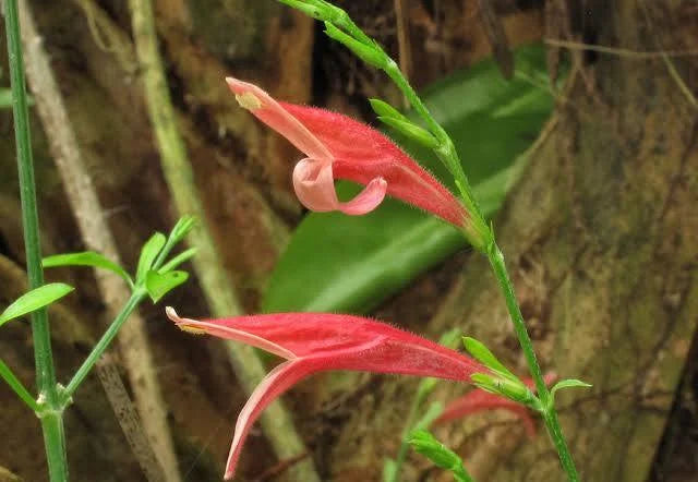 False Mint aka Sixangle Foldwing  (Dicliptera sexangularis)