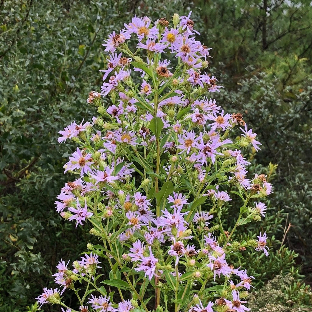 Elliott's Aster (Symphyotrichum elliottii)