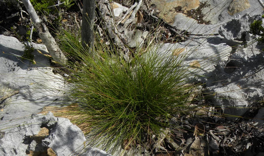 Flatspike Sedge  (Abildgaardia ovata)