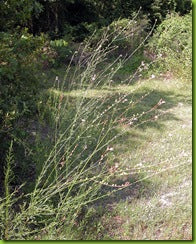 Southern Beeblossum, Gaura     (Oenothera simulans, formerly Gaura angustifolia)