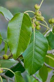 Short-Leaf Fig (Ficus citrifolia)