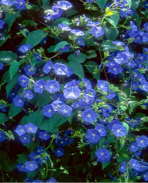 Sky-Blue Morning Glory (Jacquemontia pentanthos)