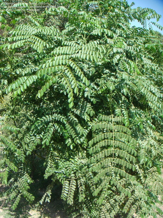 Gray Nickerbean     (Guilandina  bonduc; formerly Caesalpinia bonduc)