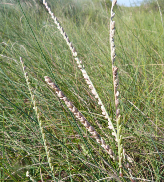 Gulfdune Paspalum (Paspalum monostachyum)