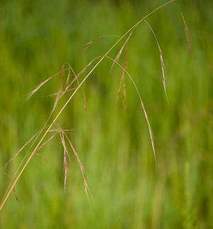 Tall threeawn (Aristida patula)