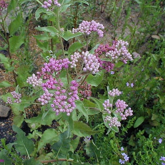 Marsh Fleabane aka Sweetscent (Pluchea odorata)