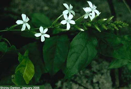 Doctorbush (Plumbago zeylanica)