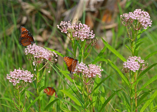 Swamp Milkweed (Asclepias incarnata)
