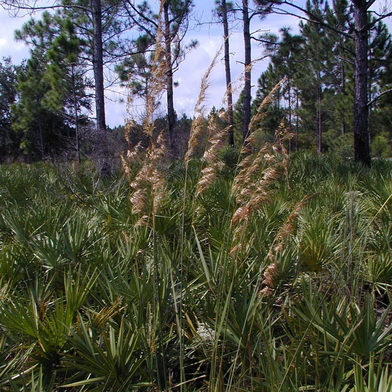 Lop-sided Indian Grass (Sorghastrum secundum)